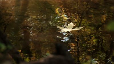 L'ultima voglia che mosse la foglia