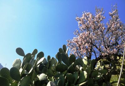Teorema del mandorlo in fiore