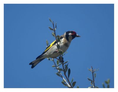 Carduelis carduelis picta
