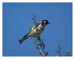 Carduelis carduelis picta