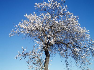 Fiori di mandorlo