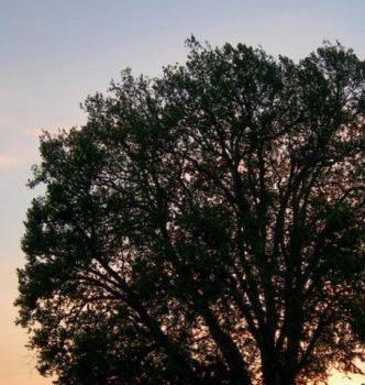 Sar� stato il tramonto