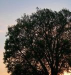 Sarà stato il tramonto