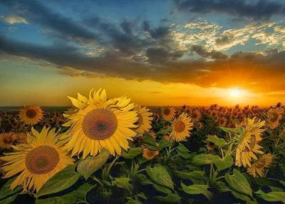 Come i girasoli all'imbrunire