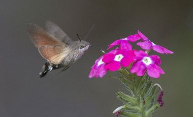 Il filo tenue della vita
