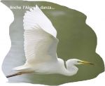 Anche l�airone danza