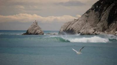 Il canto stridulo di un gabbiano