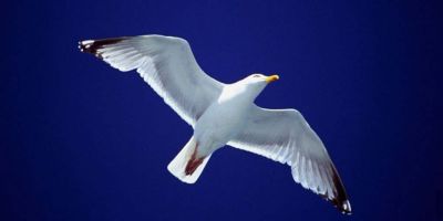 Come un gabbiano