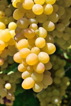 Declinando va l�estate