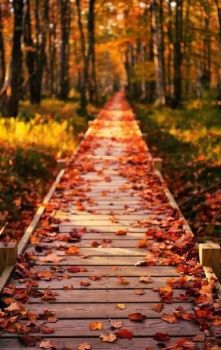 Le foglie d�autunno come fredde lame