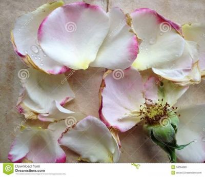 Come l�ultimo petalo di rosa