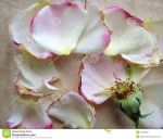 Come l�ultimo petalo di rosa