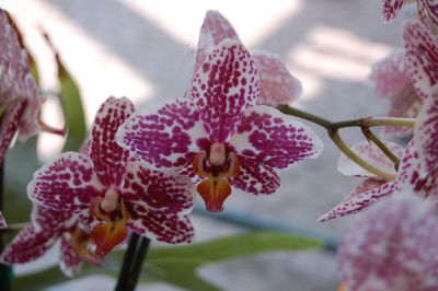 Orchidea