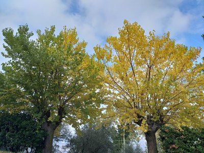 Figli della stessa terra