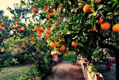 L�Esercito di Baci