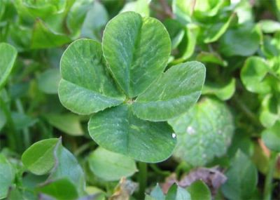Quadrifoglio verde