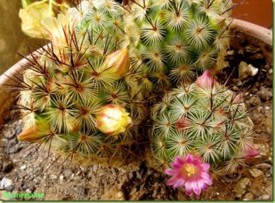 Dove nasce il sentimento