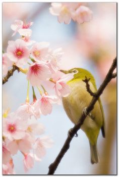 La Primavera dei sensi