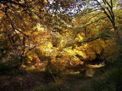 E poi arriva l'autunno!