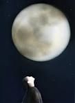 Dialogo con la luna