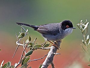 Se s’incontra l’amore