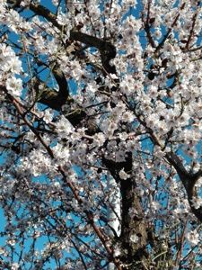 Respiro d'amore a primavera