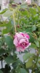 L� dove parlano le rose