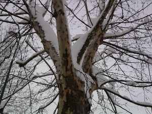 La vita di un albero