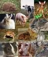 Animali
