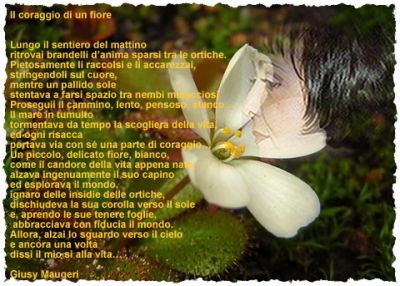 Il coraggio di un fiore