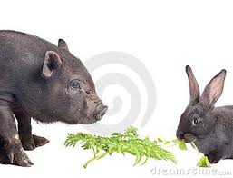 Quanno er Conijo fa la vita der beato Porco