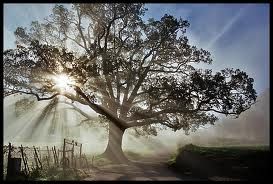 Rami, non ci sono che rami