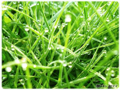 Oggi ho pianto sull'orlo dei fili d'erba