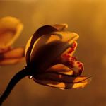 Dietro al sorriso c'è un altro volto