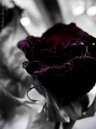 Divaricati come rami