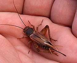 Dolce grillo canterino