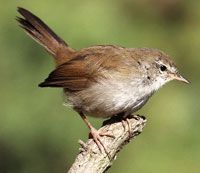 Quando... un uccellino canta