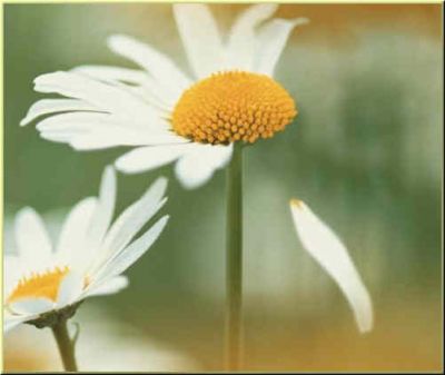 La mia vita � un fiore