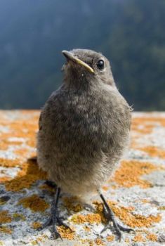 L'altra verit� (Un passero cadde dal nido)