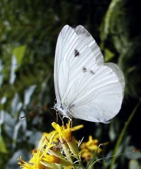 Una farfalla smarrita