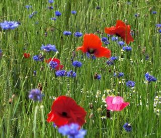 In un campo di grano