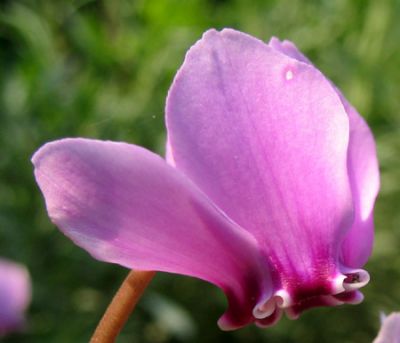 Potrebbe essere l'amore