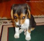 Ti aspetter� per sempre