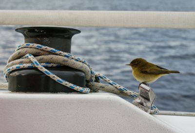 La regata di vela e il clandestino