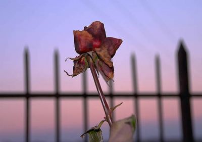 La nuova alba di un fiore  