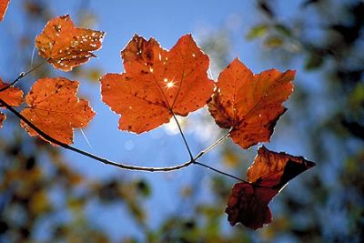 Pennellate di ottobre  