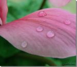 Lacrime di primavera