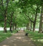 Lungo il viale alberato