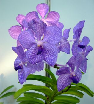 Il tuo fiore di serra