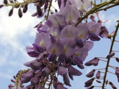 Profumo di glicine in Via Taramelli  